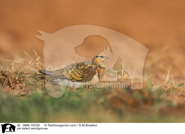 Spieflughuhn / pin-tailed sandgrouse / DMS-16039