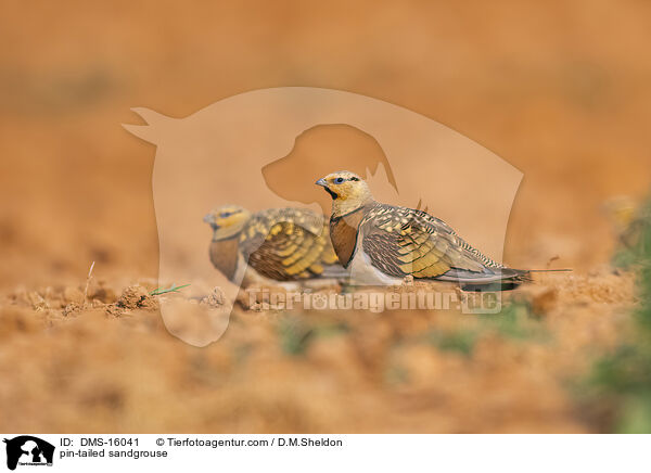 Spieflughuhn / pin-tailed sandgrouse / DMS-16041