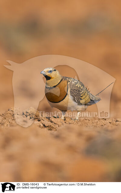 Spieflughuhn / pin-tailed sandgrouse / DMS-16043