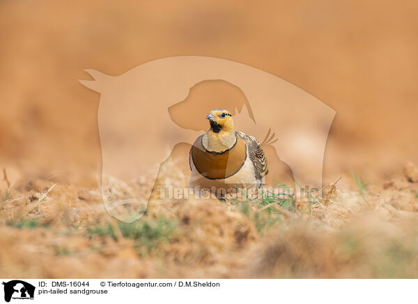Spieflughuhn / pin-tailed sandgrouse / DMS-16044