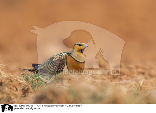 Spieflughuhn / pin-tailed sandgrouse / DMS-16045