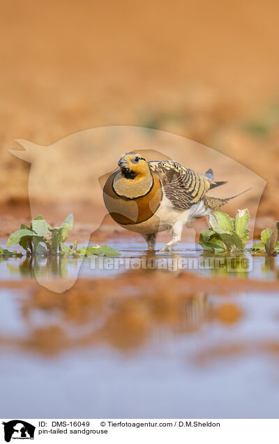 Spieflughuhn / pin-tailed sandgrouse / DMS-16049