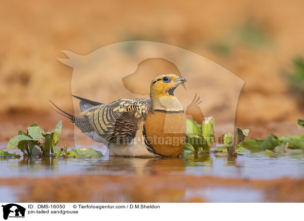 Spieflughuhn / pin-tailed sandgrouse / DMS-16050