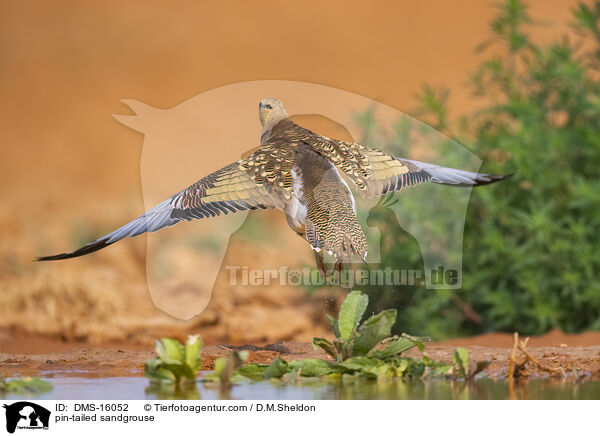 Spieflughuhn / pin-tailed sandgrouse / DMS-16052
