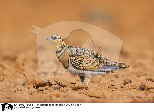 Spieflughuhn / pin-tailed sandgrouse / DMS-16054