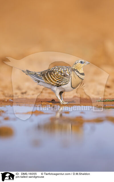 Spieflughuhn / pin-tailed sandgrouse / DMS-16055