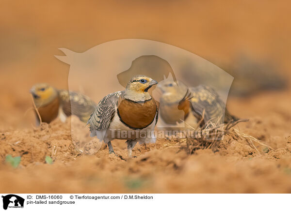 Spieflughuhn / pin-tailed sandgrouse / DMS-16060