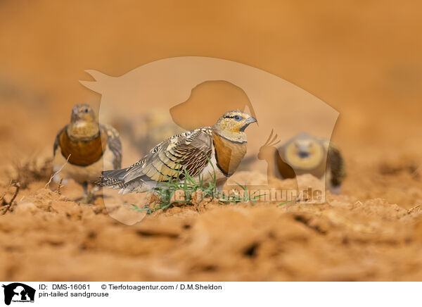 Spieflughuhn / pin-tailed sandgrouse / DMS-16061