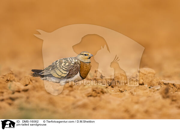 Spieflughuhn / pin-tailed sandgrouse / DMS-16062