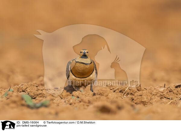 Spieflughuhn / pin-tailed sandgrouse / DMS-16064