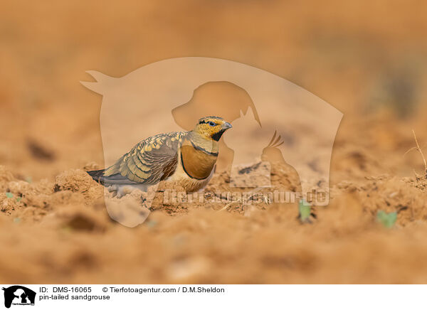 Spieflughuhn / pin-tailed sandgrouse / DMS-16065