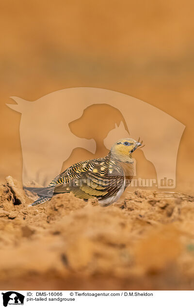 Spieflughuhn / pin-tailed sandgrouse / DMS-16066