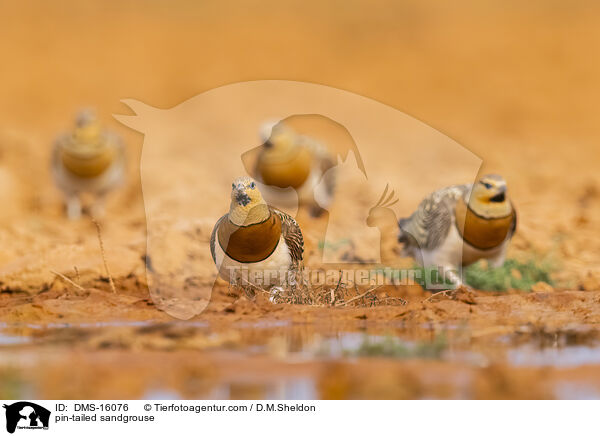 Spieflughuhn / pin-tailed sandgrouse / DMS-16076