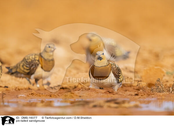 Spieflughuhn / pin-tailed sandgrouse / DMS-16077