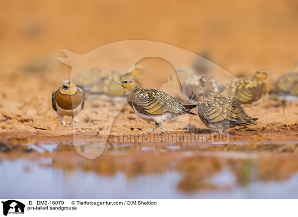 Spieflughuhn / pin-tailed sandgrouse / DMS-16079