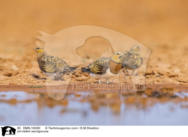 Spieflughuhn / pin-tailed sandgrouse / DMS-16080