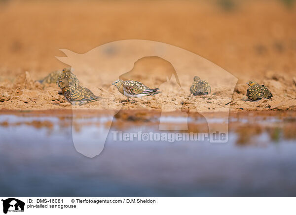 Spieflughuhn / pin-tailed sandgrouse / DMS-16081