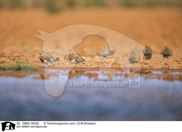 Spieflughuhn / pin-tailed sandgrouse / DMS-16082