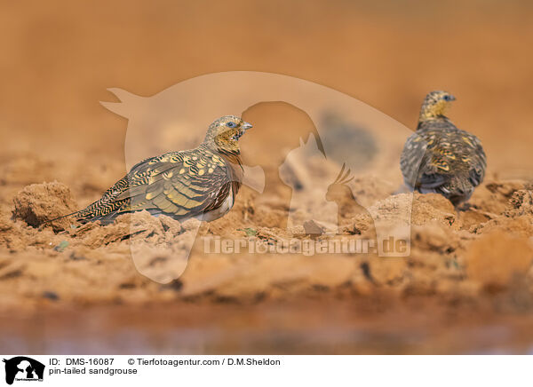 Spieflughuhn / pin-tailed sandgrouse / DMS-16087