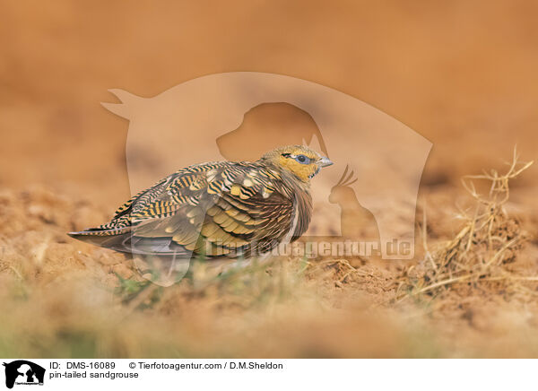 Spieflughuhn / pin-tailed sandgrouse / DMS-16089