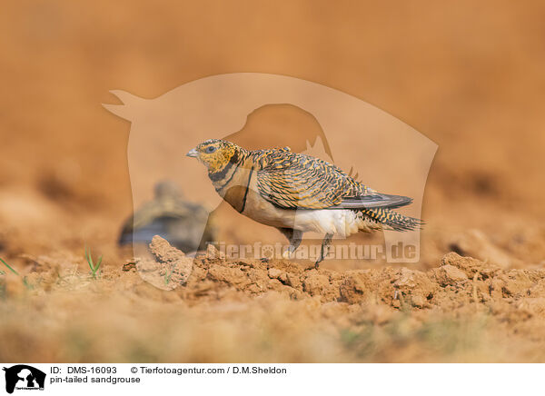 Spieflughuhn / pin-tailed sandgrouse / DMS-16093