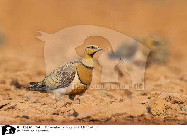 Spieflughuhn / pin-tailed sandgrouse / DMS-16094