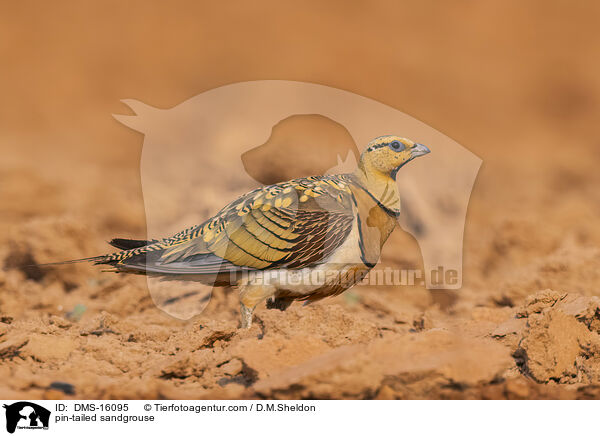 Spieflughuhn / pin-tailed sandgrouse / DMS-16095