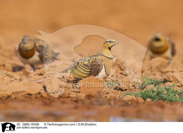 Spieflughuhn / pin-tailed sandgrouse / DMS-16096