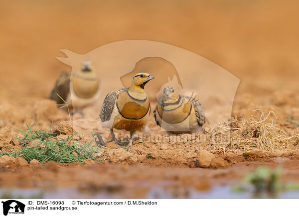 Spieflughuhn / pin-tailed sandgrouse / DMS-16098