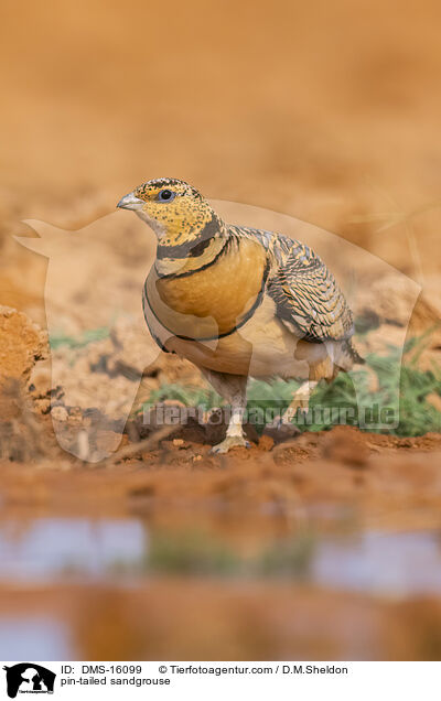 Spieflughuhn / pin-tailed sandgrouse / DMS-16099