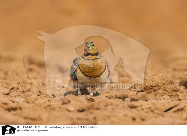 Spieflughuhn / pin-tailed sandgrouse / DMS-16102
