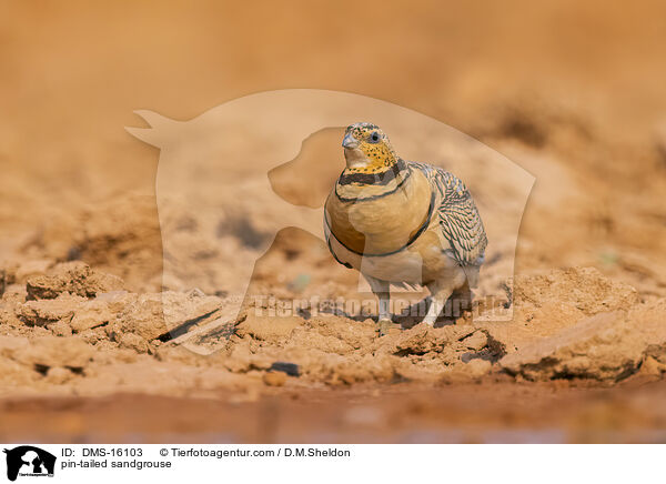 Spieflughuhn / pin-tailed sandgrouse / DMS-16103