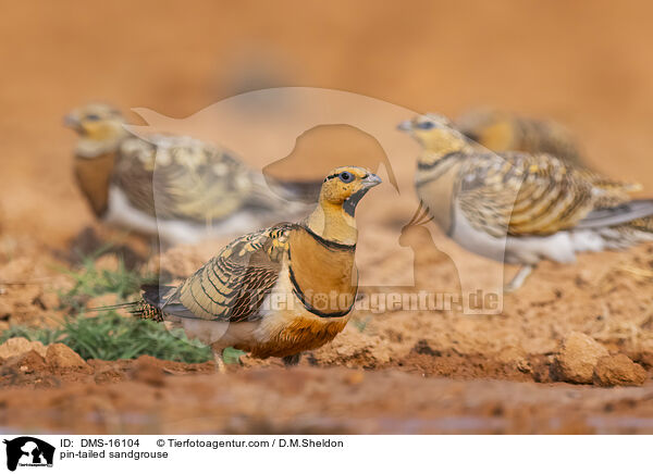 Spieflughuhn / pin-tailed sandgrouse / DMS-16104