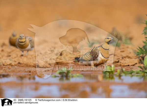 Spieflughuhn / pin-tailed sandgrouse / DMS-16105