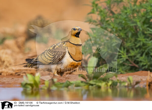 Spieflughuhn / pin-tailed sandgrouse / DMS-16106