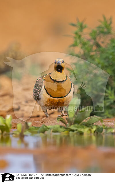 Spieflughuhn / pin-tailed sandgrouse / DMS-16107