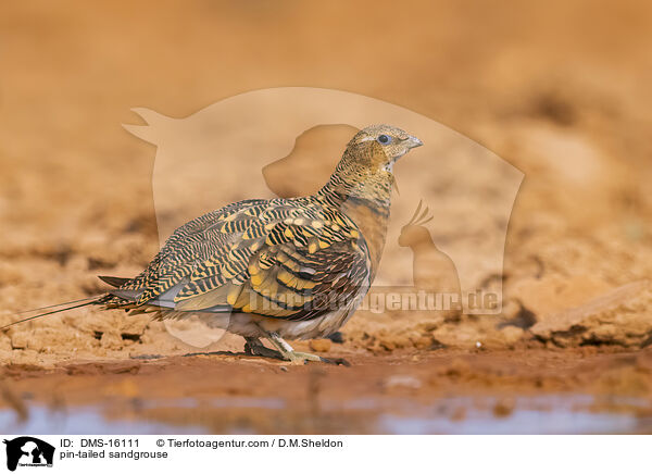 Spieflughuhn / pin-tailed sandgrouse / DMS-16111
