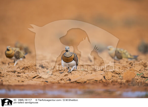 Spieflughuhn / pin-tailed sandgrouse / DMS-16117