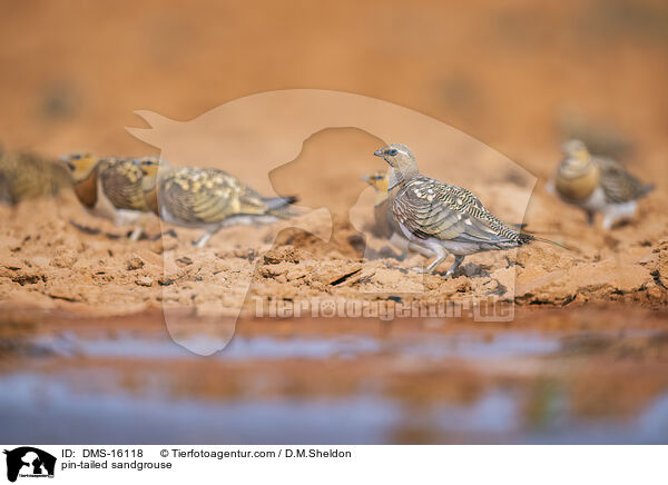 Spieflughuhn / pin-tailed sandgrouse / DMS-16118