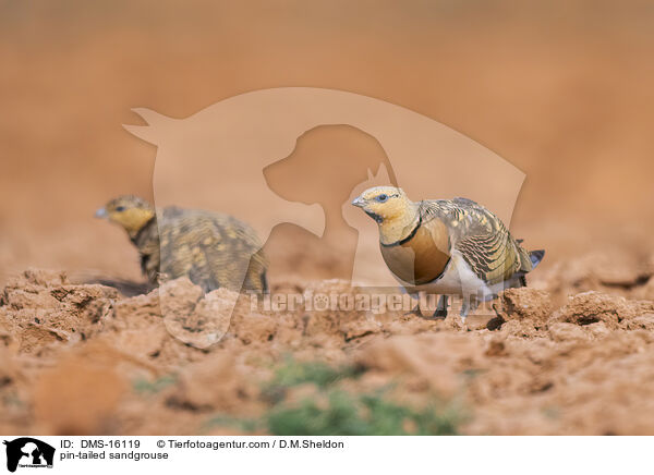 Spieflughuhn / pin-tailed sandgrouse / DMS-16119