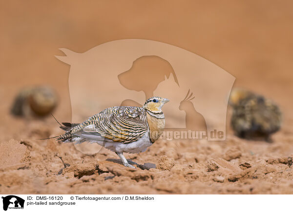 Spieflughuhn / pin-tailed sandgrouse / DMS-16120