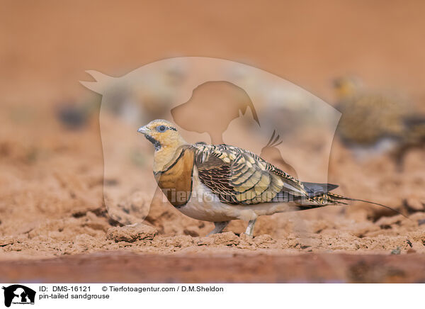 Spieflughuhn / pin-tailed sandgrouse / DMS-16121