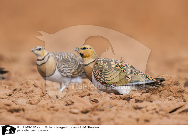 Spieflughuhn / pin-tailed sandgrouse / DMS-16122