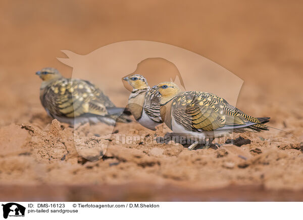 Spieflughuhn / pin-tailed sandgrouse / DMS-16123