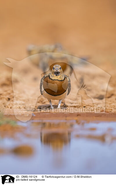 Spieflughuhn / pin-tailed sandgrouse / DMS-16124