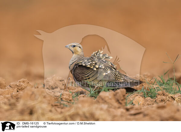 Spieflughuhn / pin-tailed sandgrouse / DMS-16125