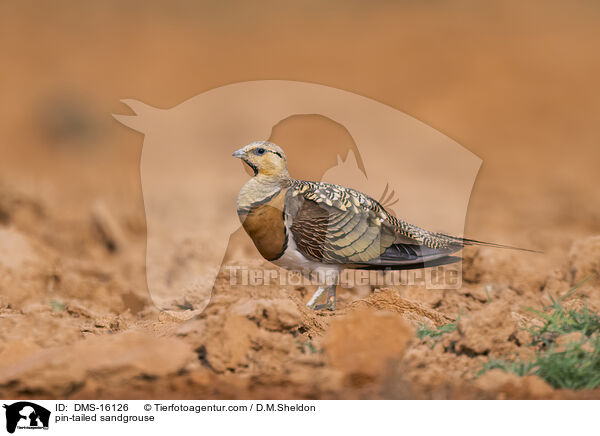 Spieflughuhn / pin-tailed sandgrouse / DMS-16126