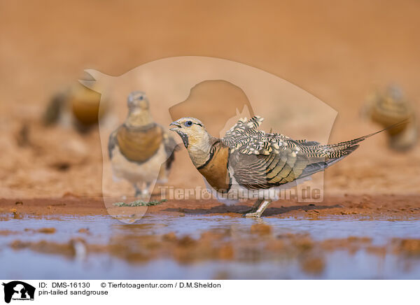 Spieflughuhn / pin-tailed sandgrouse / DMS-16130