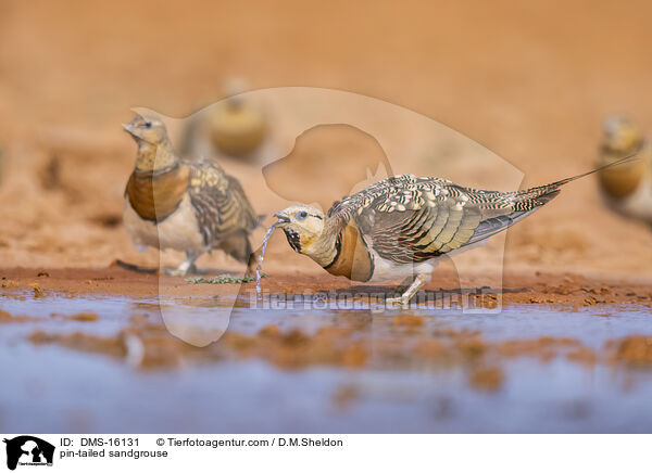 Spieflughuhn / pin-tailed sandgrouse / DMS-16131