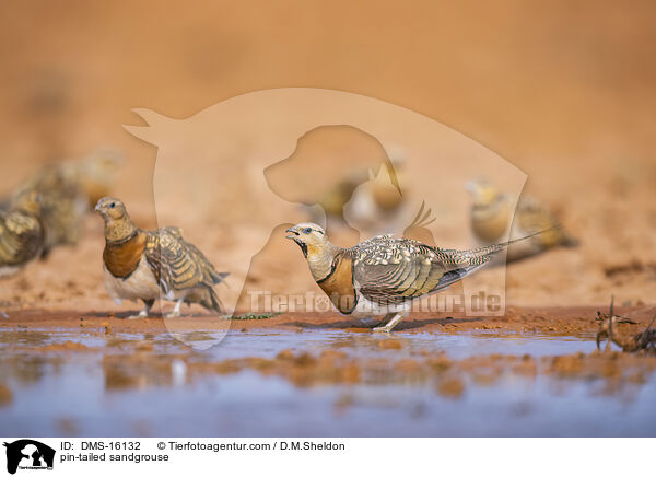 Spieflughuhn / pin-tailed sandgrouse / DMS-16132